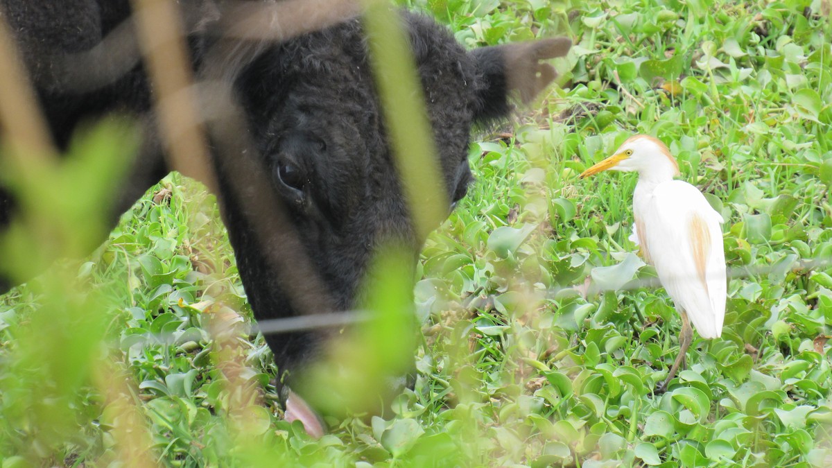 Western Cattle Egret - ML85476831