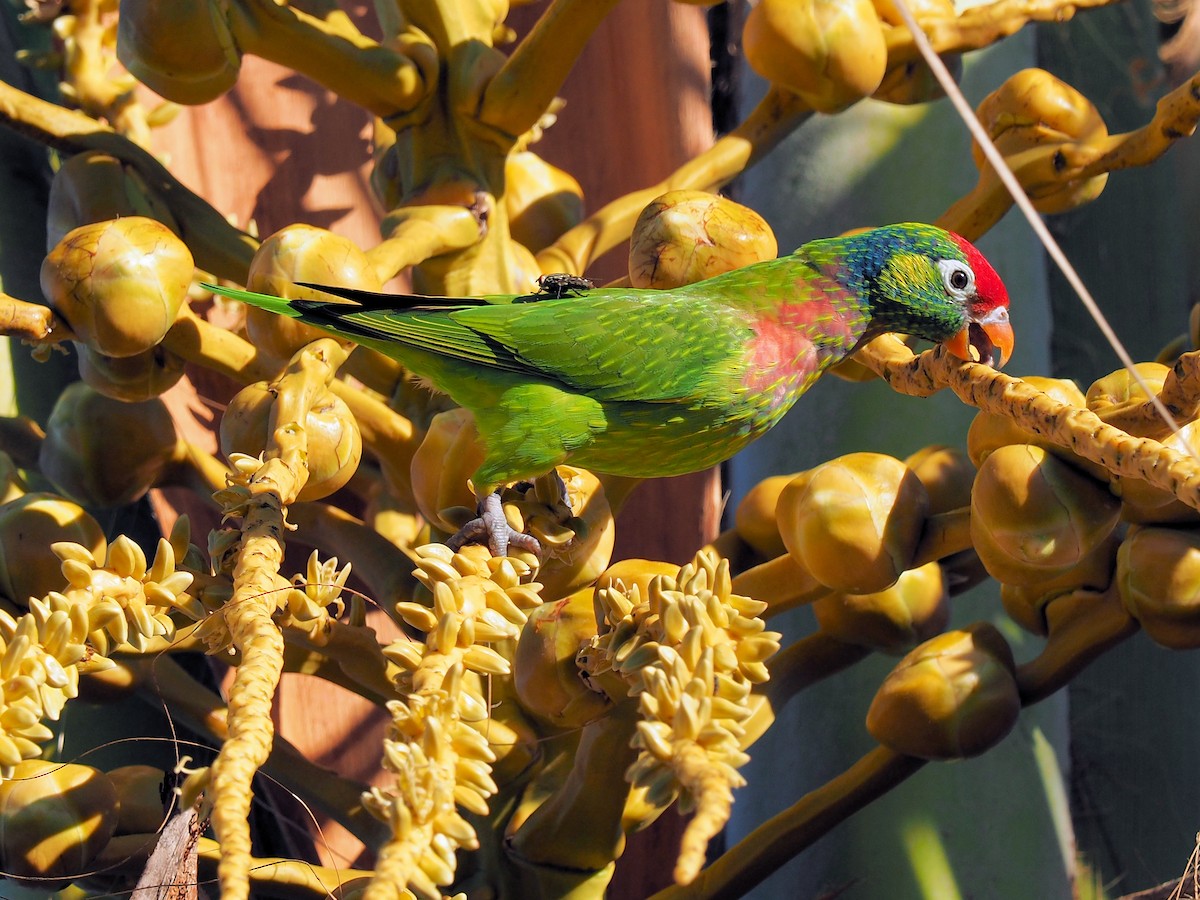 Varied Lorikeet - Len and Chris Ezzy