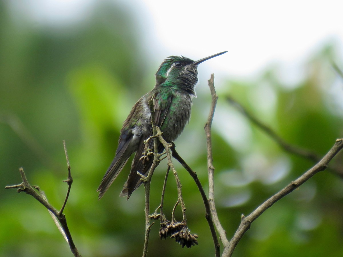 kolibřík skvrnkoprsý - ML85477721