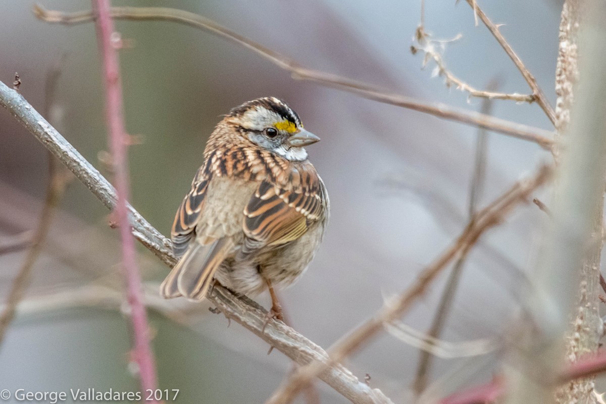 White-throated Sparrow - George Valladares