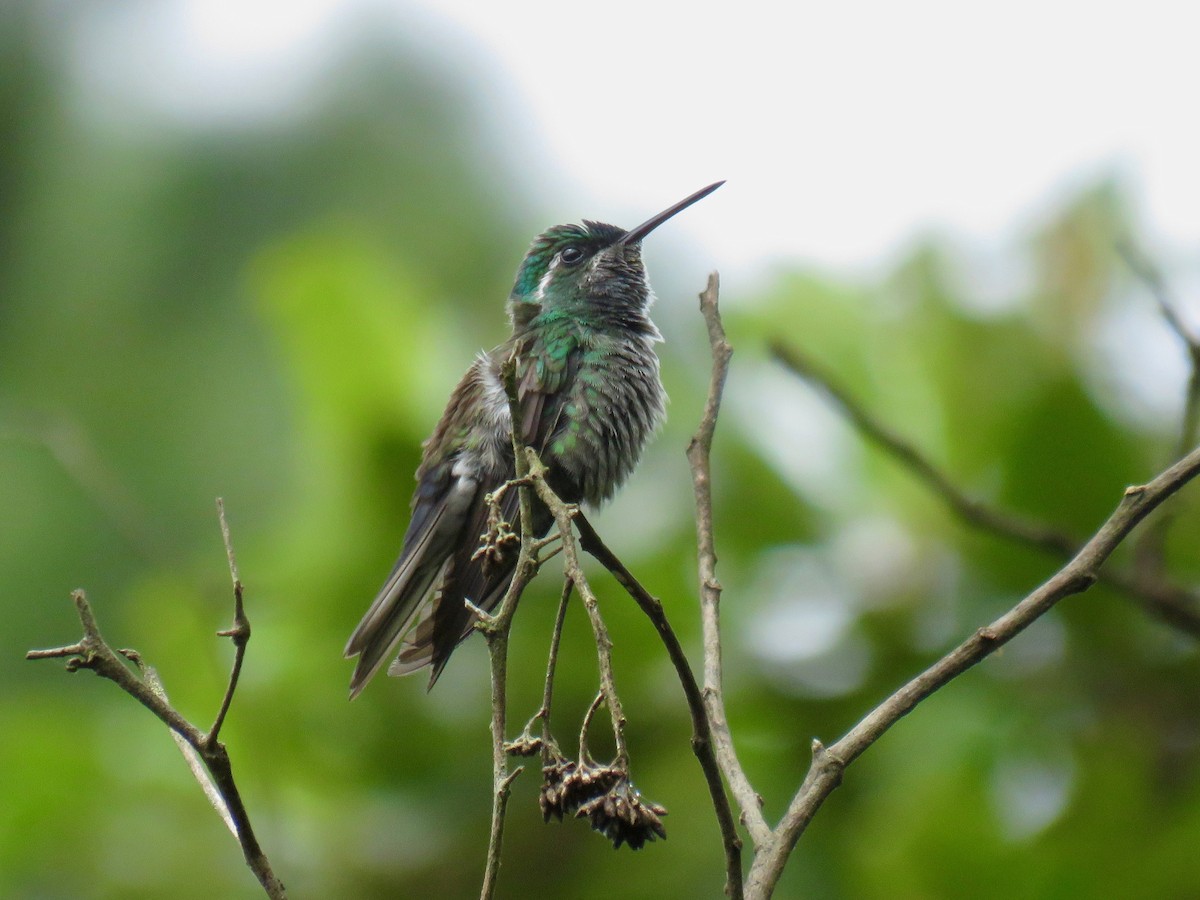 kolibřík skvrnkoprsý - ML85477901