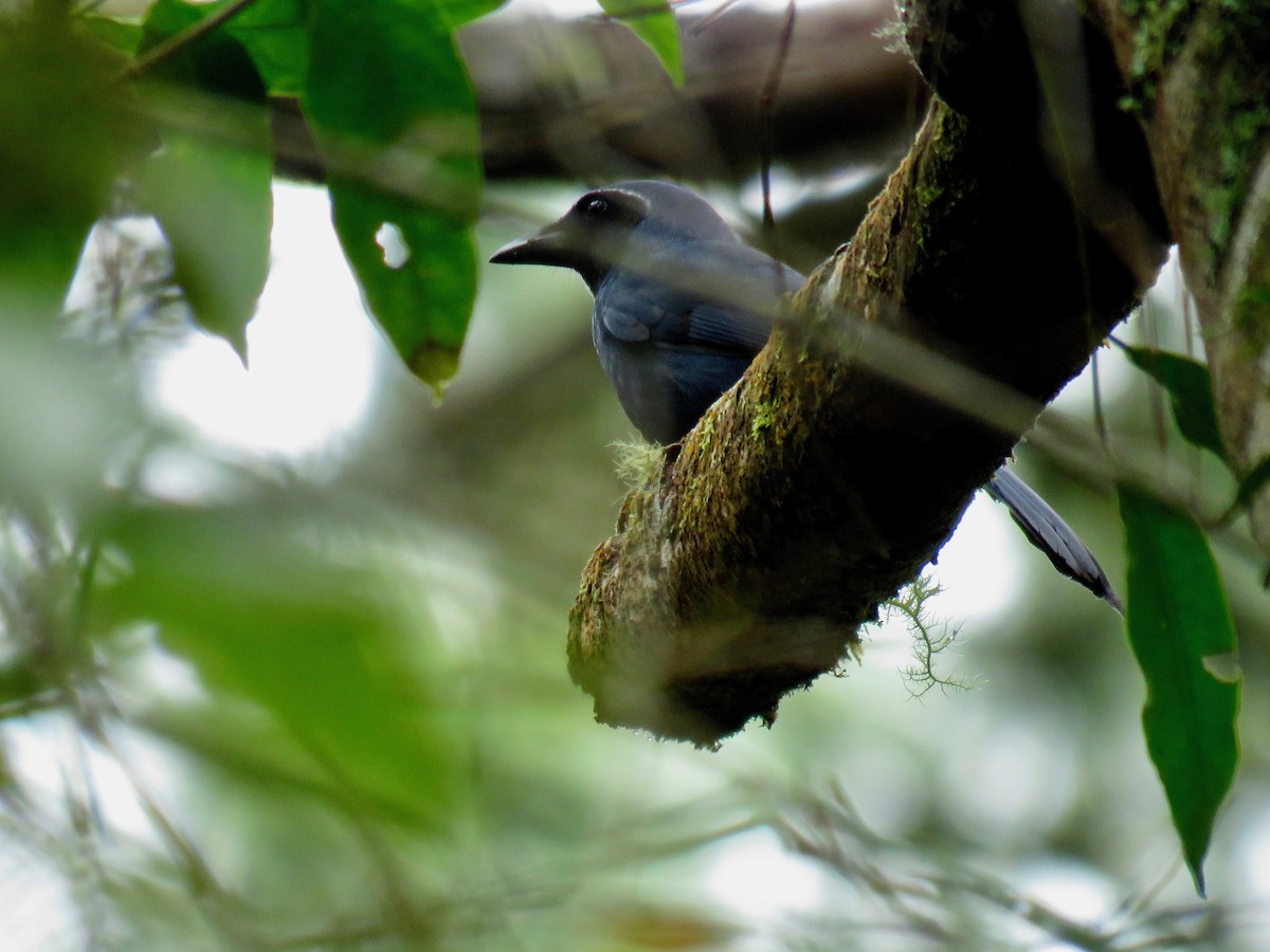 Black-throated Jay - ML85477991