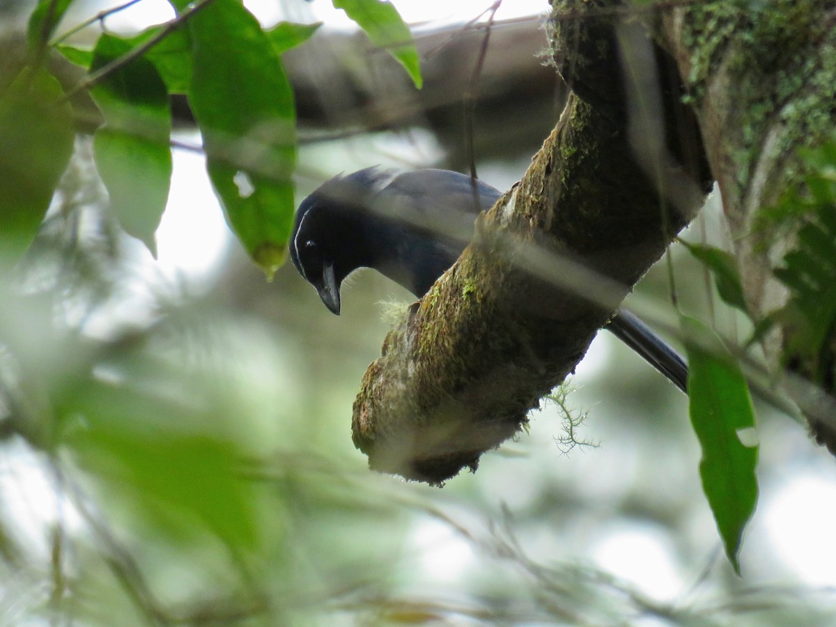 Black-throated Jay - ML85478151