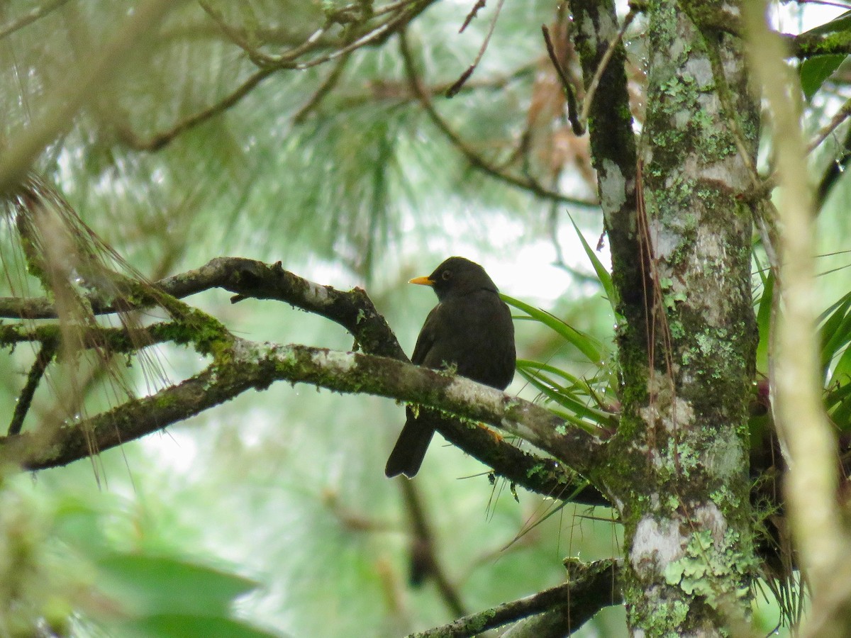 Black Thrush - ML85478261