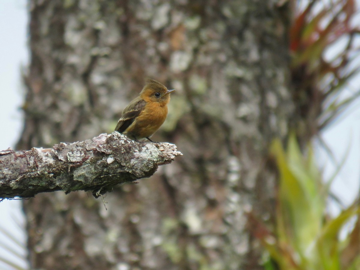 Tufted Flycatcher - ML85478821