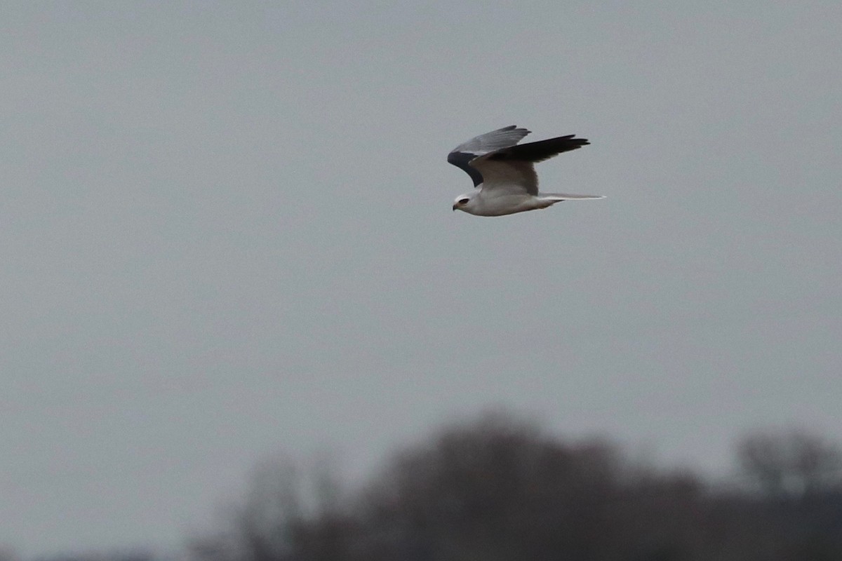 White-tailed Kite - ML85479151