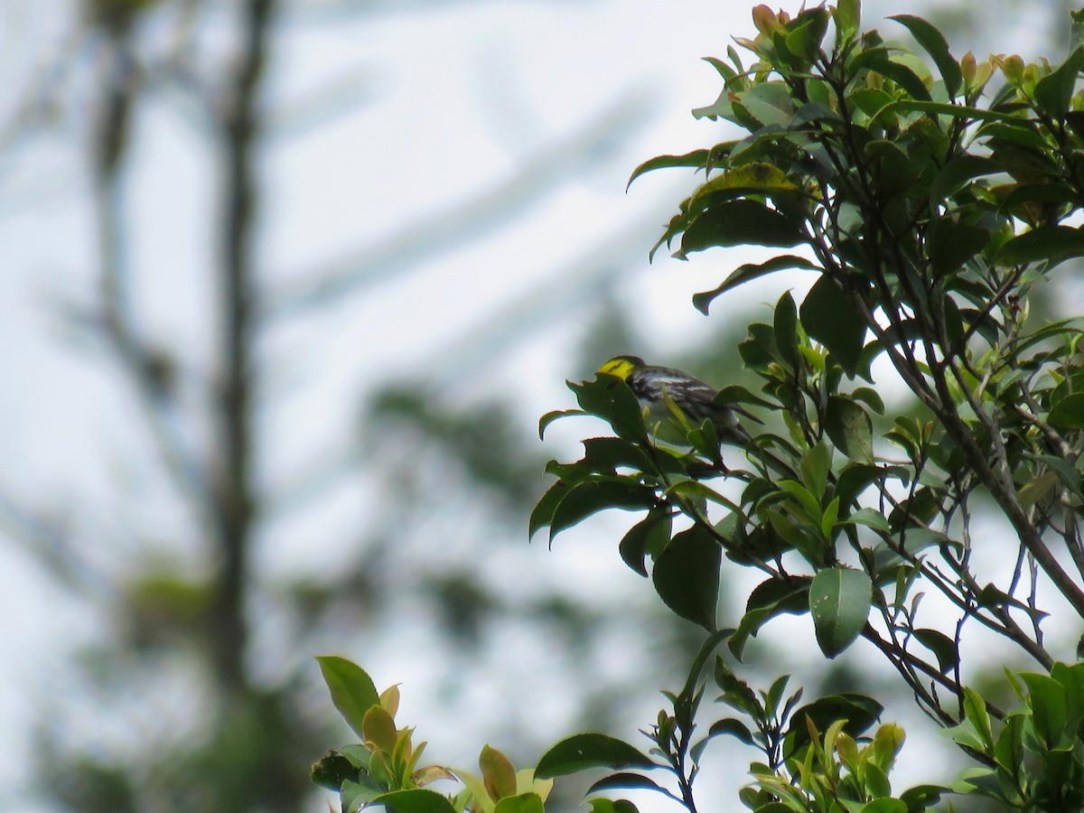 Golden-cheeked Warbler - ML85479451