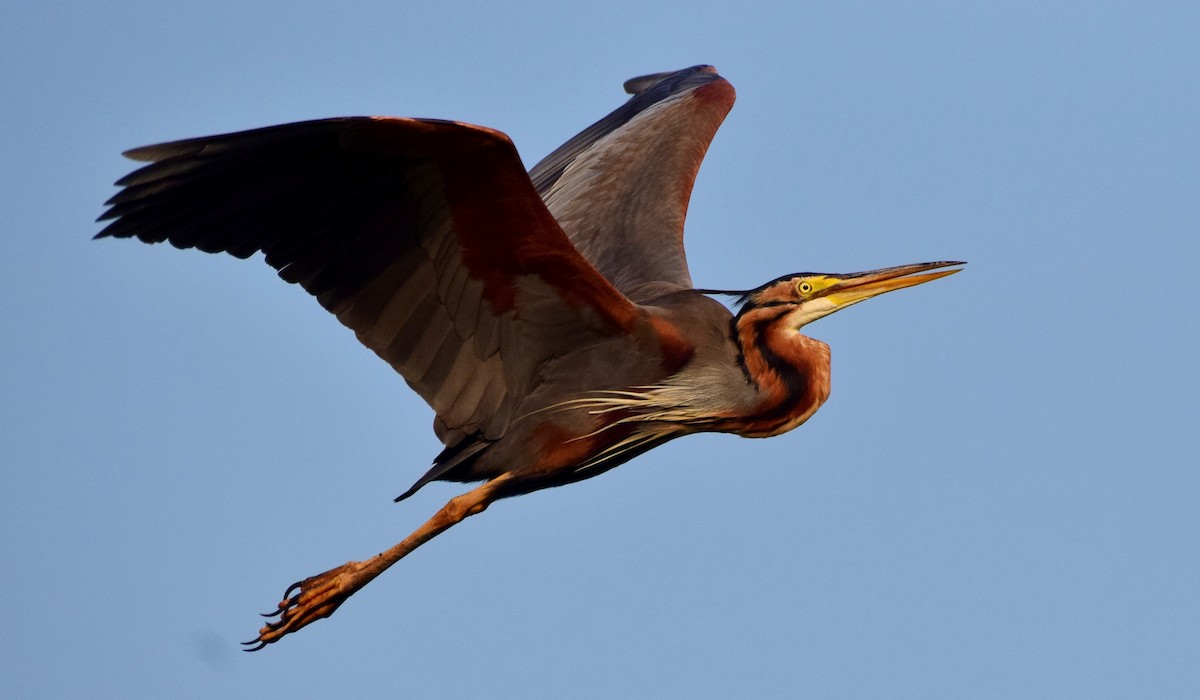 Purple Heron - mathew thekkethala