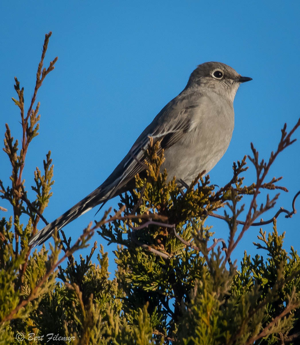 Townsend's Solitaire - ML85480401