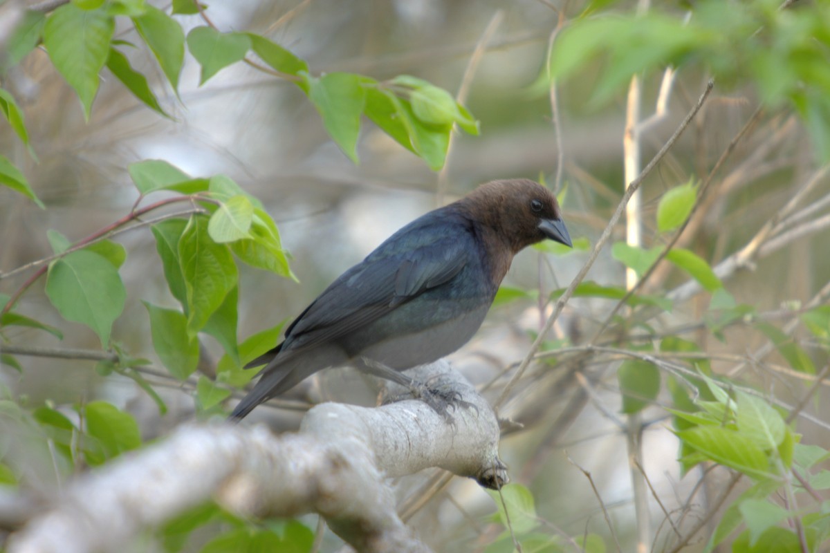 Brown-headed Cowbird - ML85481611