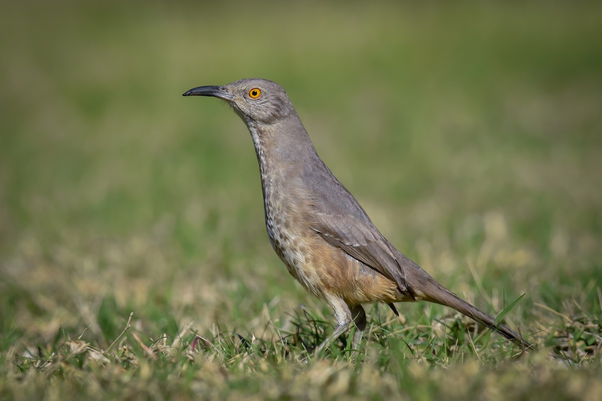 Curve-billed Thrasher - Scott Martin