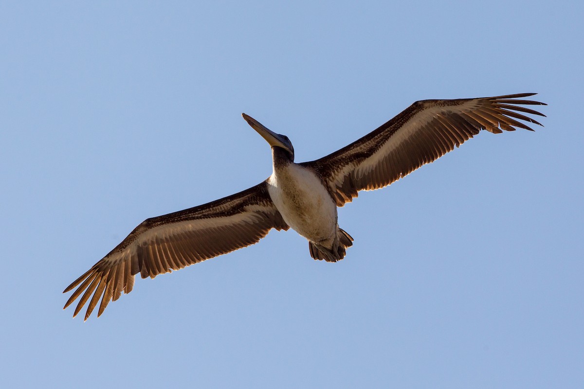 Peruvian Pelican - Kevin Berkoff