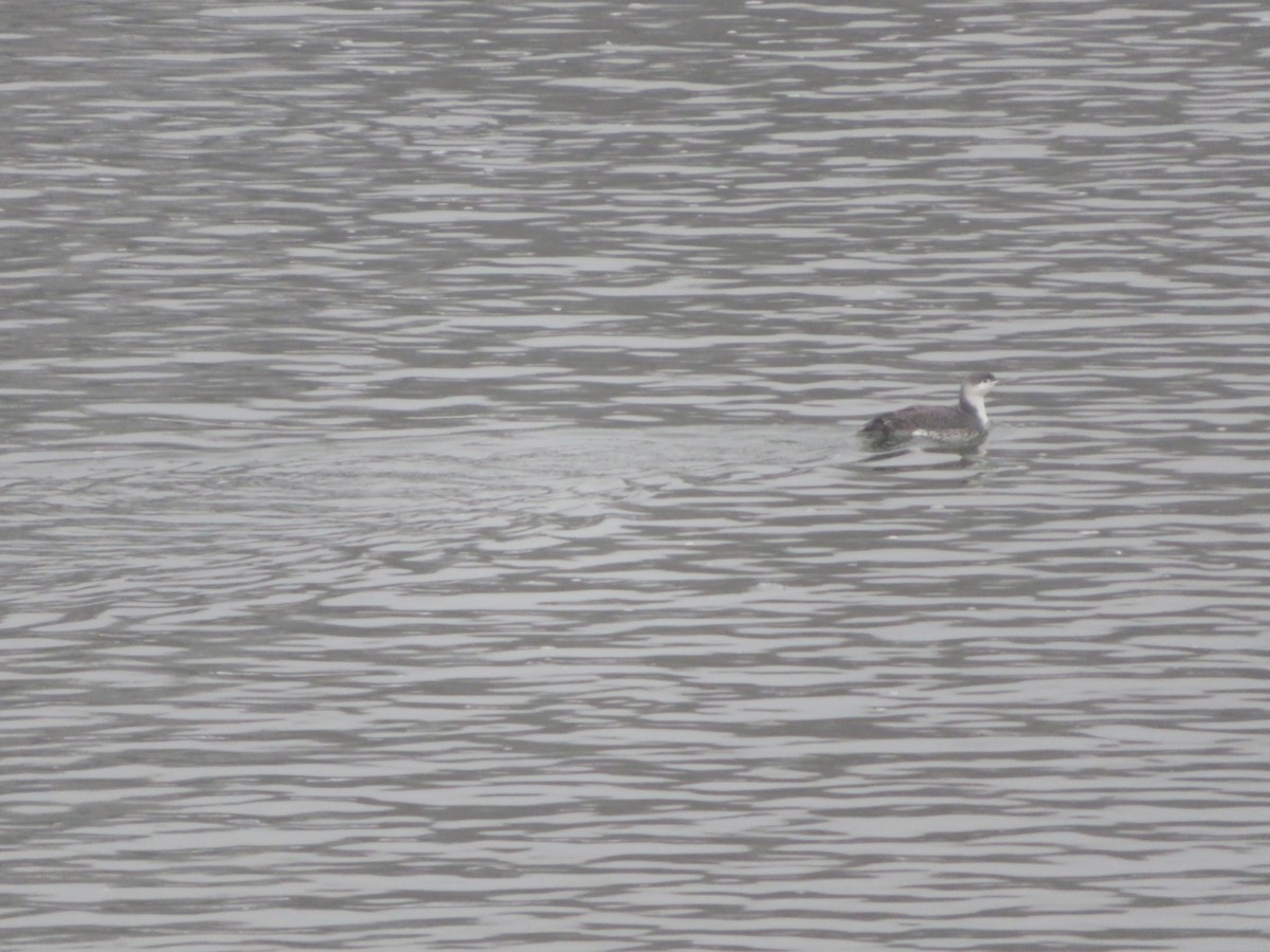 Red-throated Loon - William Kuk