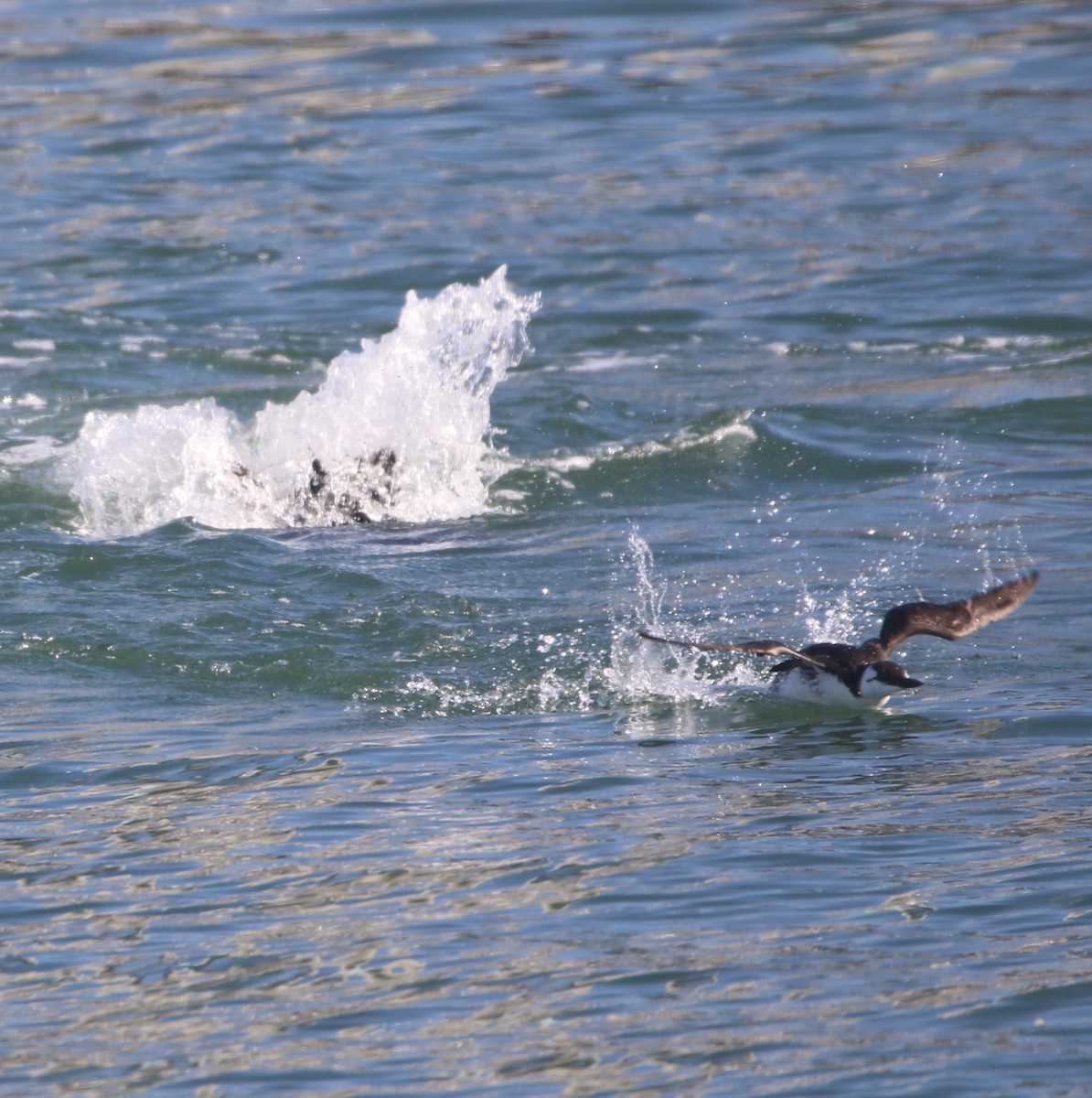 Common Murre - ML85484951