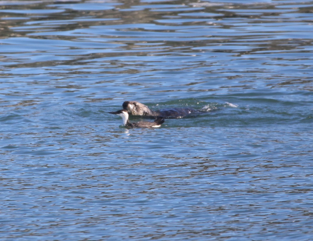 Guillemot marmette - ML85486091