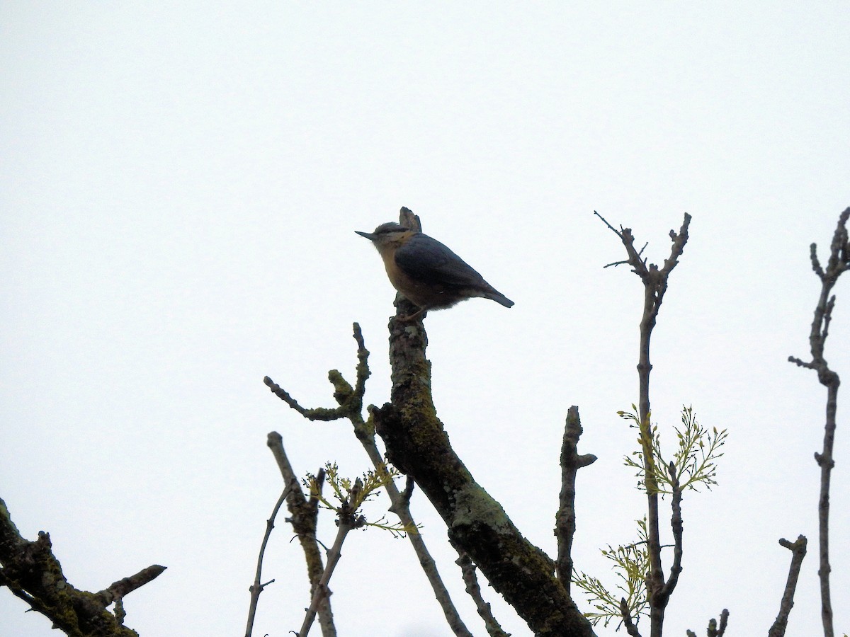 Eurasian Nuthatch - ML85486821