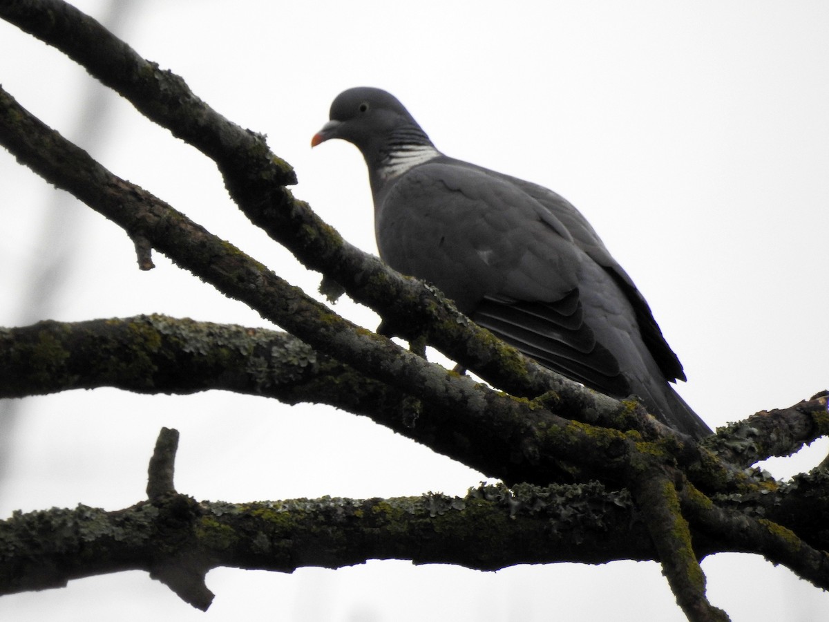 Common Wood-Pigeon - ML85486861