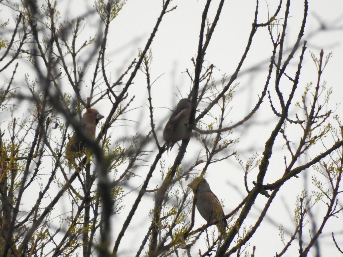 Hawfinch - ML85486991