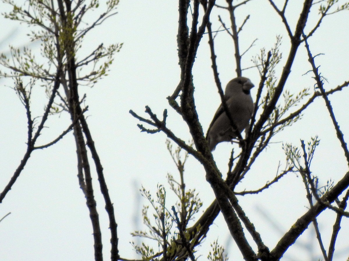 Hawfinch - ML85487011