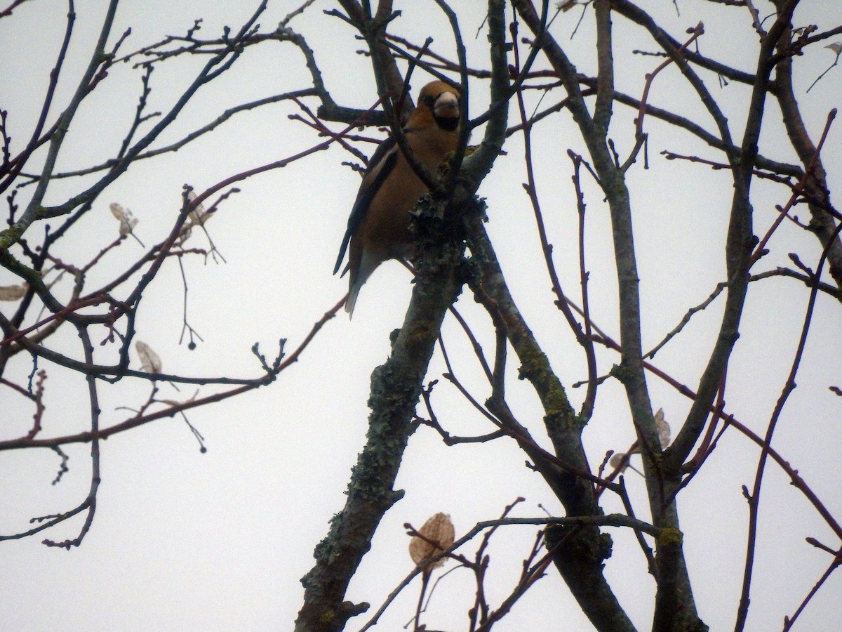 Hawfinch - ML85487081