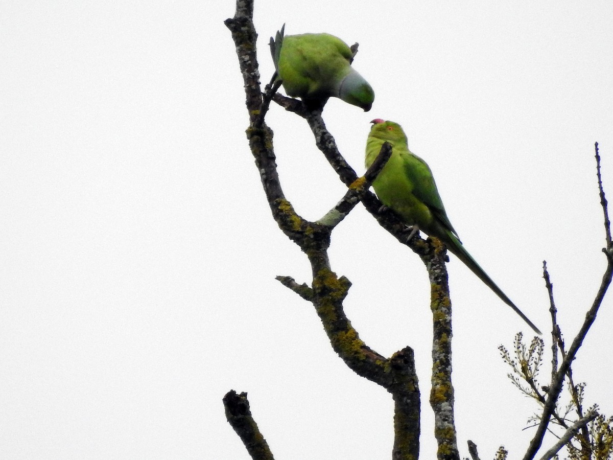 Rose-ringed Parakeet - ML85487161