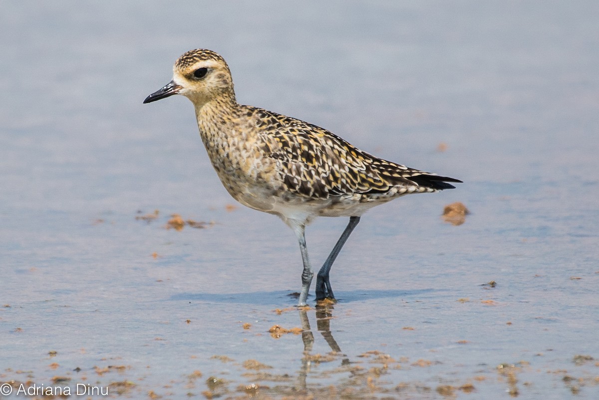 Chorlito Dorado Siberiano - ML85487881