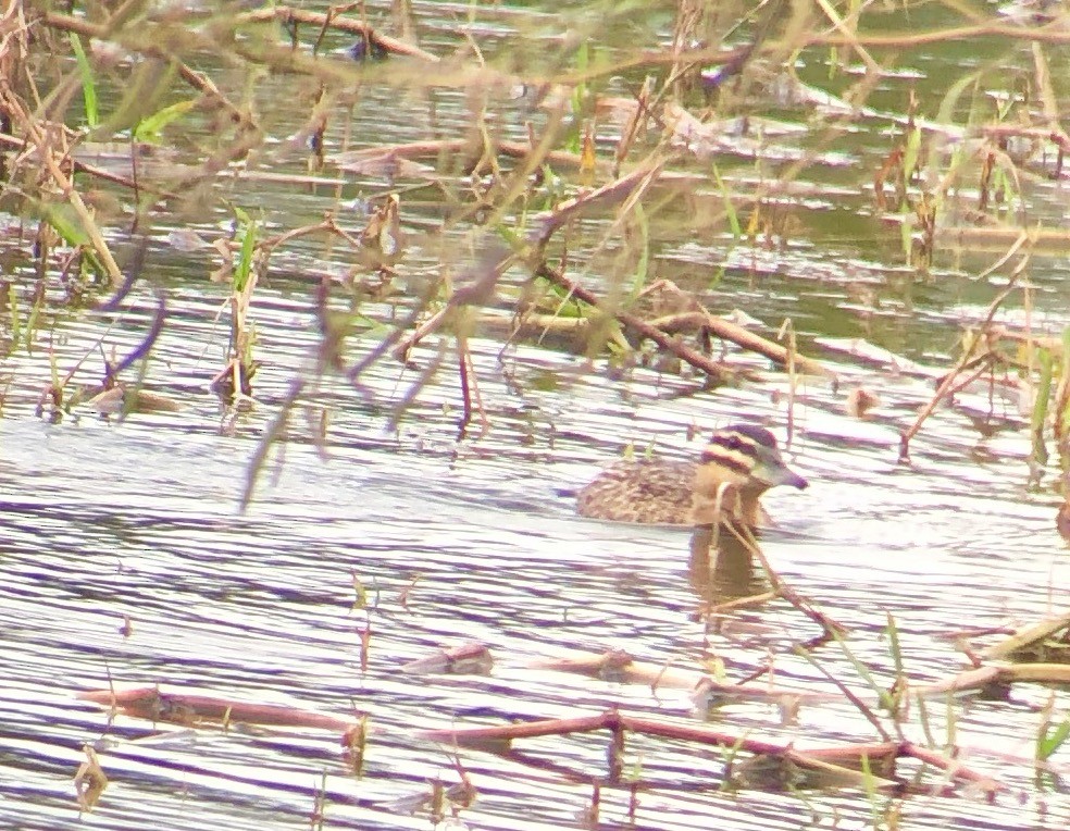 Masked Duck - ML85488081