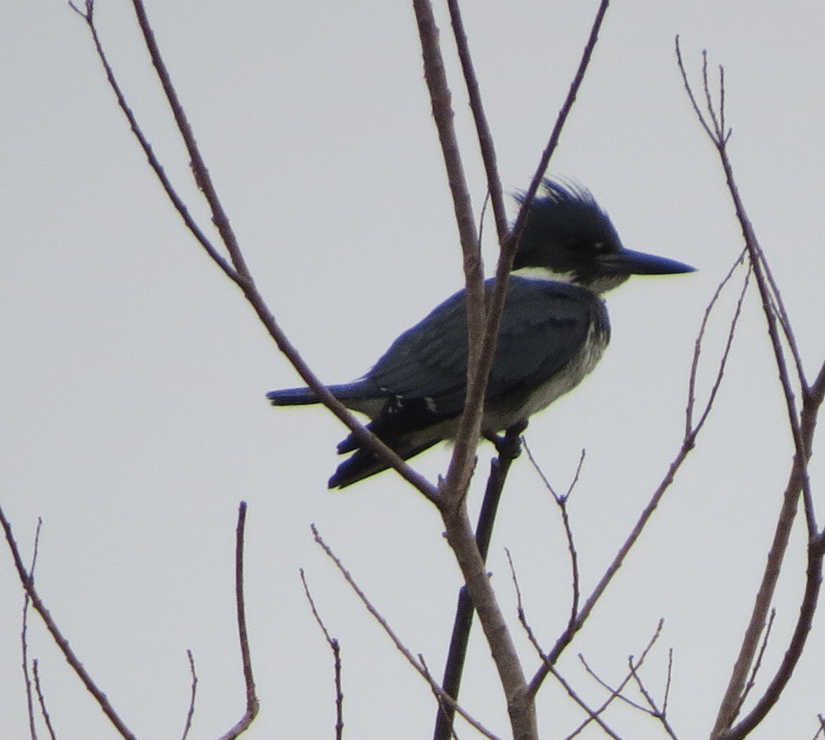Belted Kingfisher - ML85488471