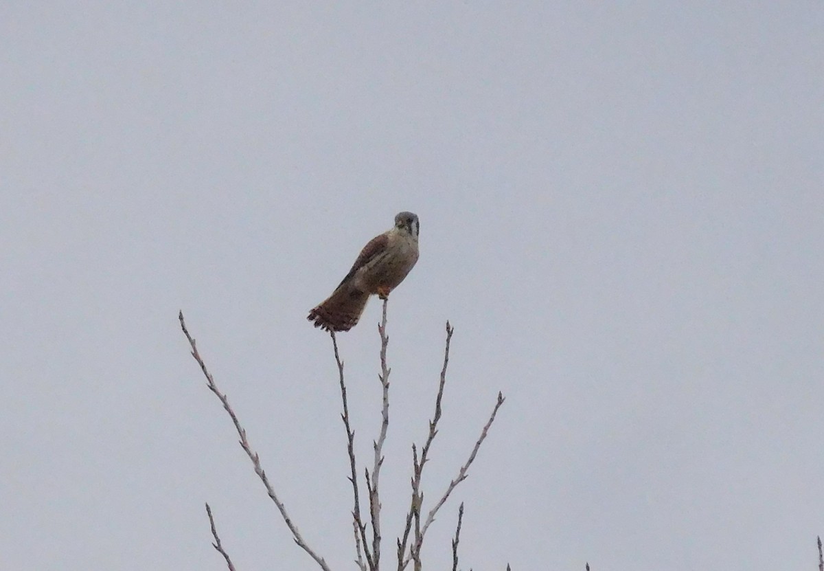 American Kestrel - ML85489391