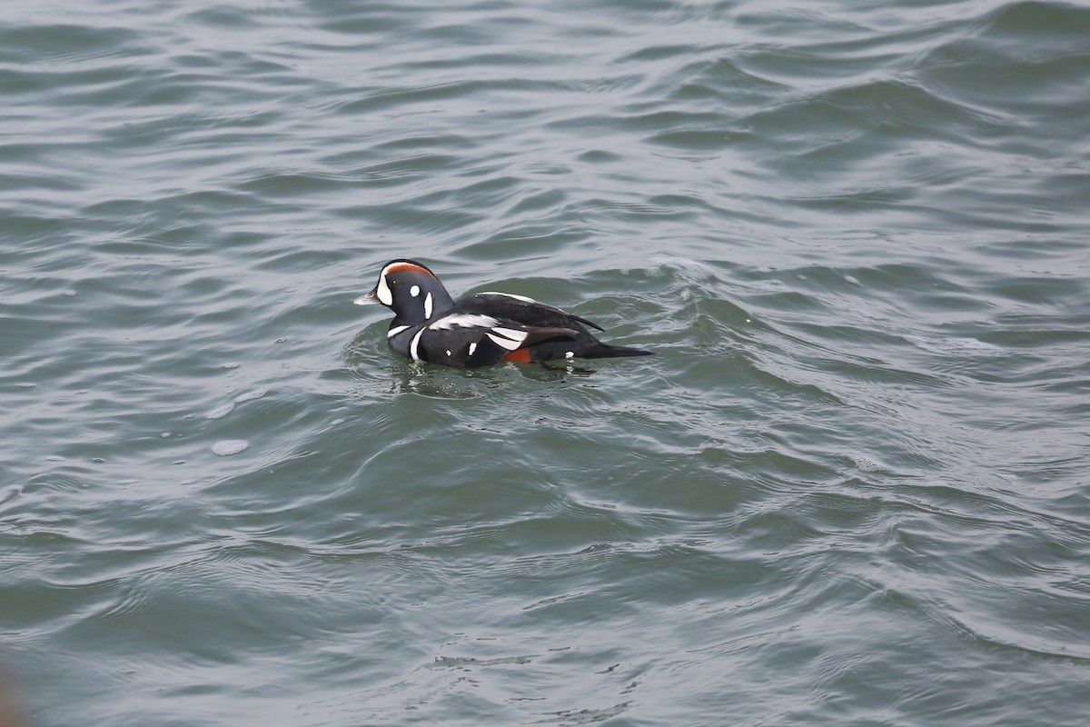 Harlequin Duck - Scott Godshall