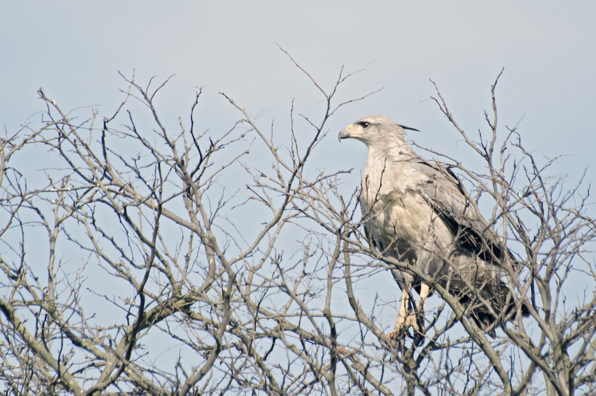 Águila de Azara - ML85490321