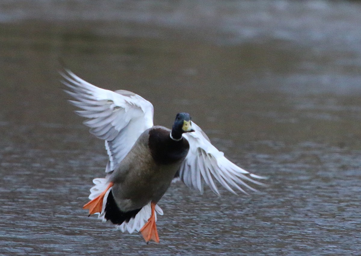 Mallard - ML85491061