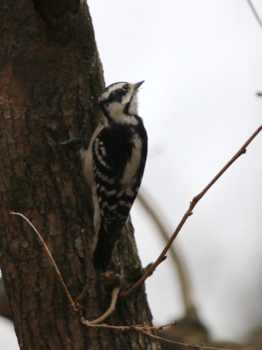 Downy Woodpecker - ML85491151