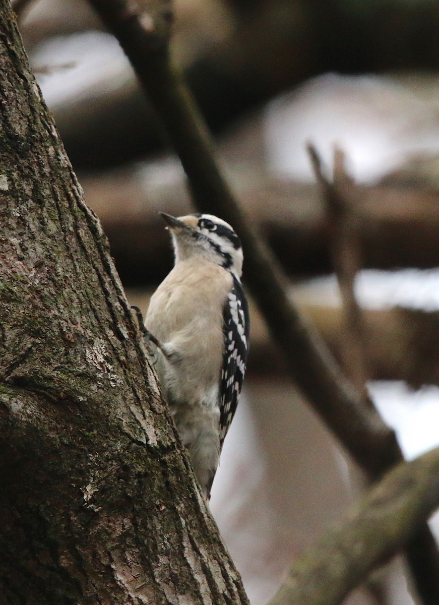 Downy Woodpecker - ML85491181