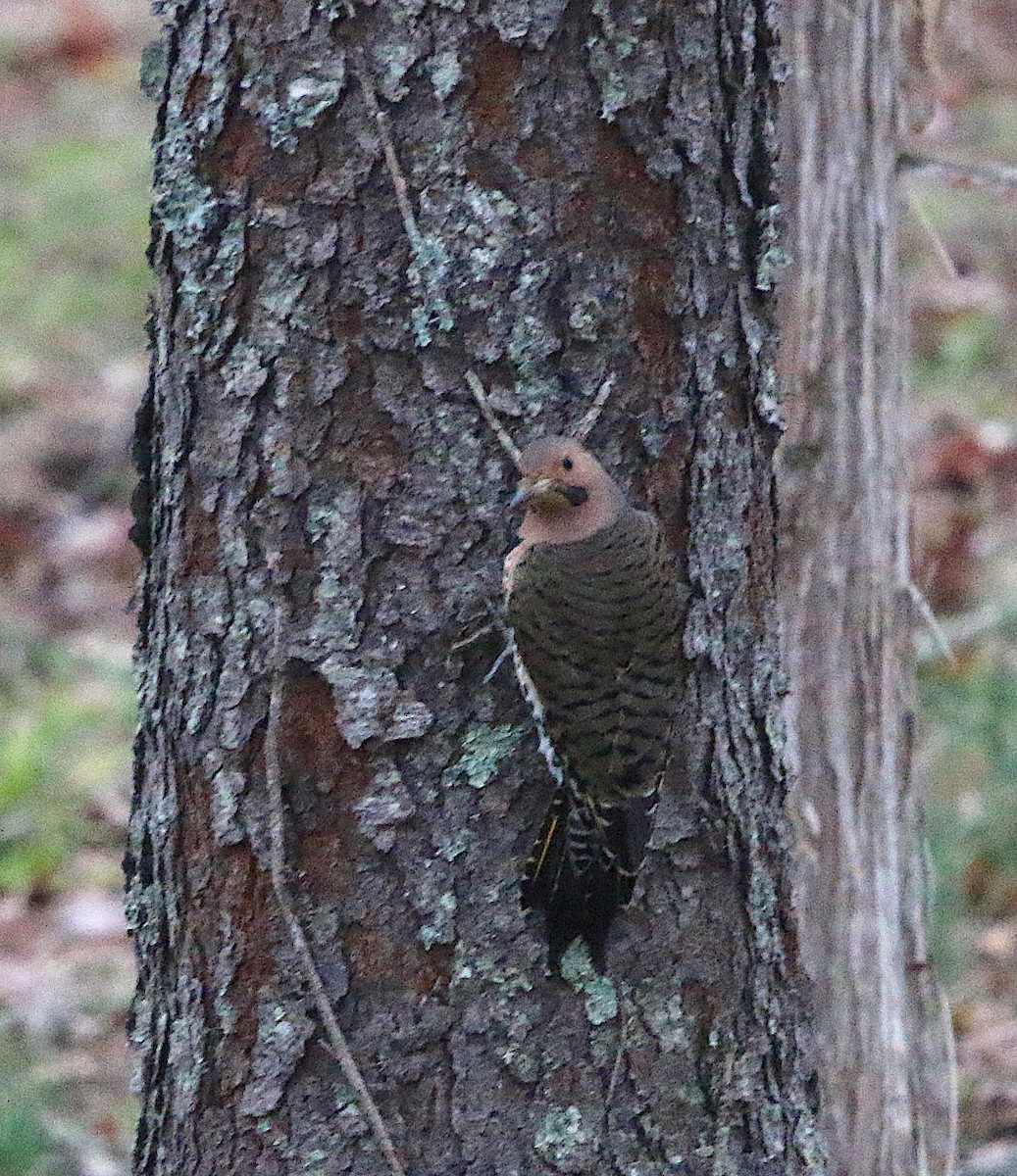 Northern Flicker - ML85491211
