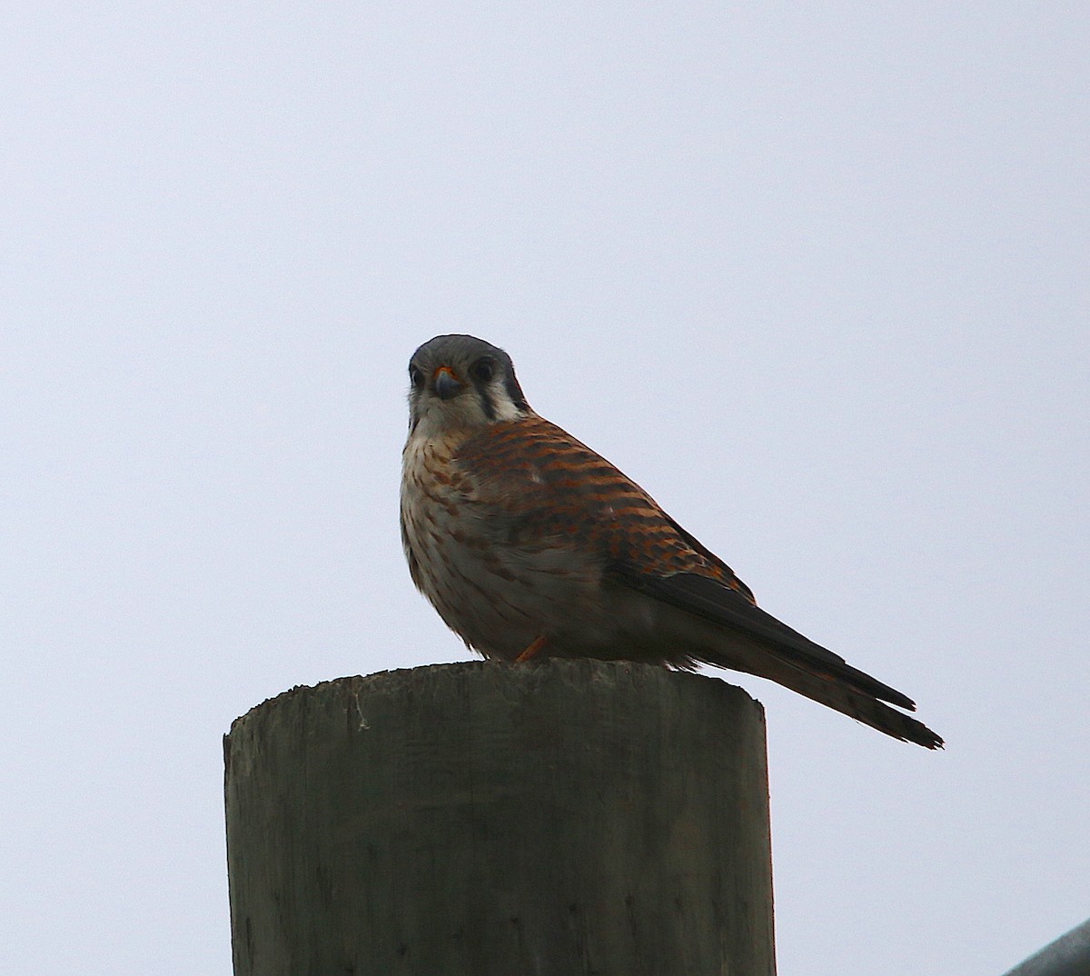 American Kestrel - ML85491311