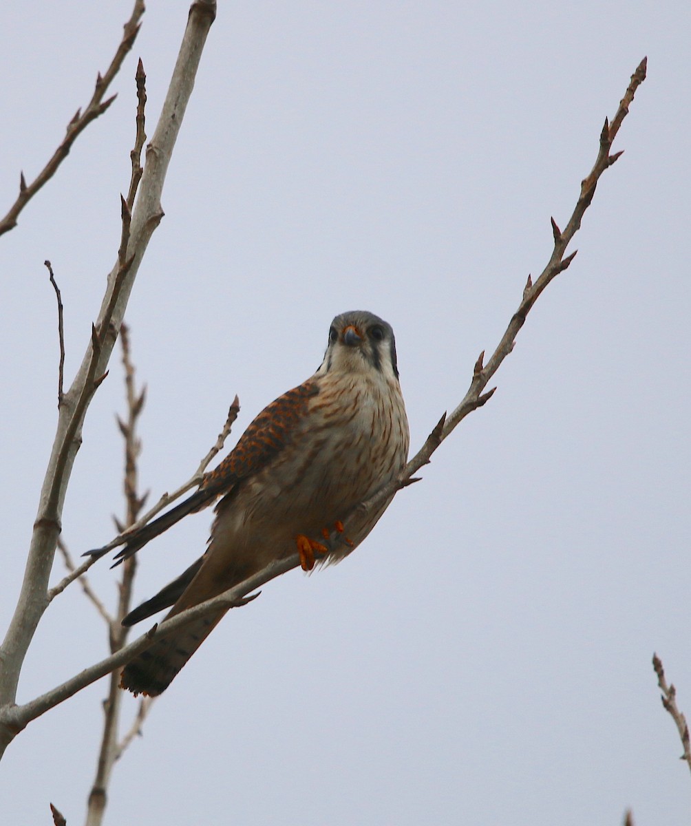 American Kestrel - ML85491391