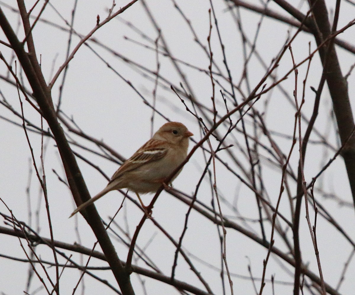 Field Sparrow - ML85491511