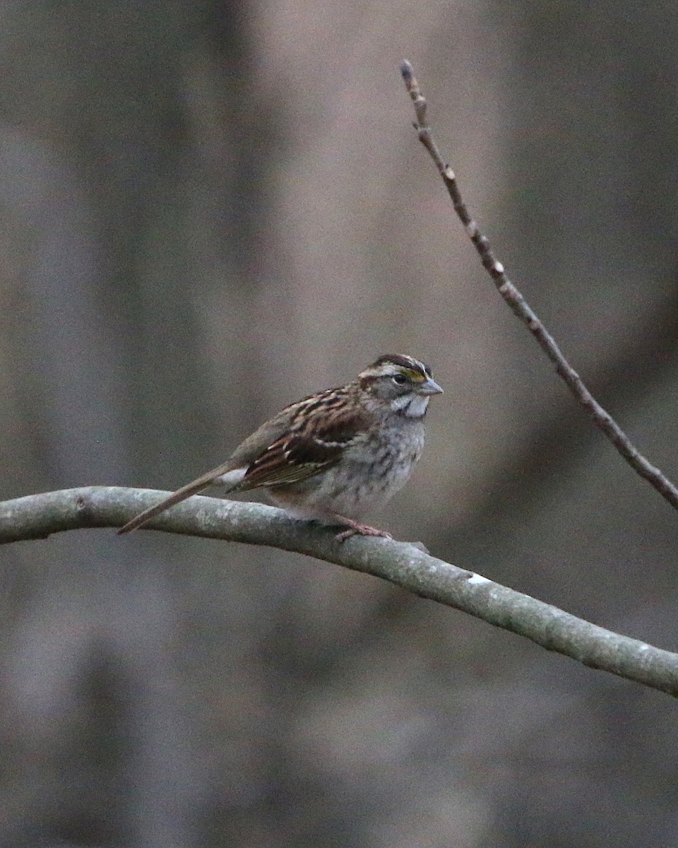 White-throated Sparrow - ML85491531
