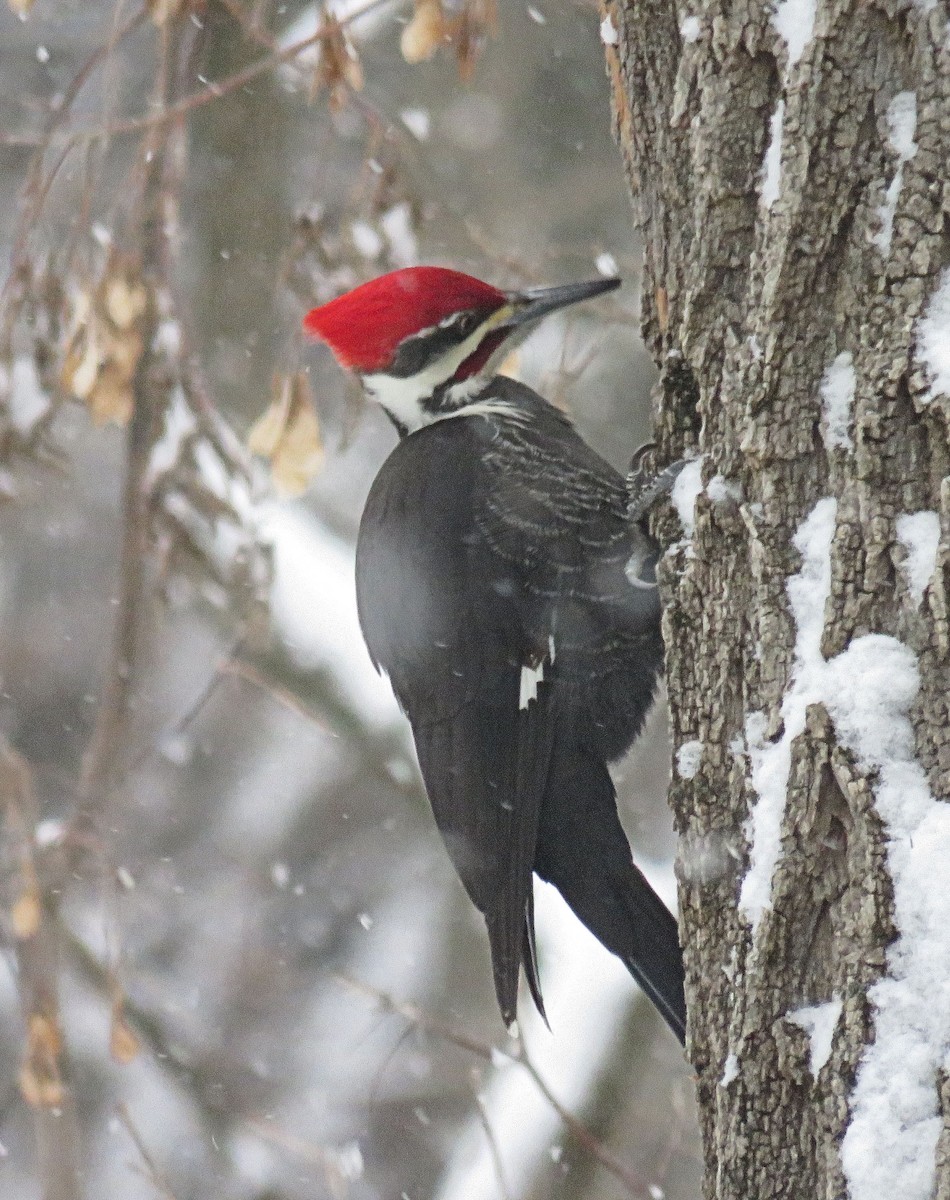 Pileated Woodpecker - Anne Moretti