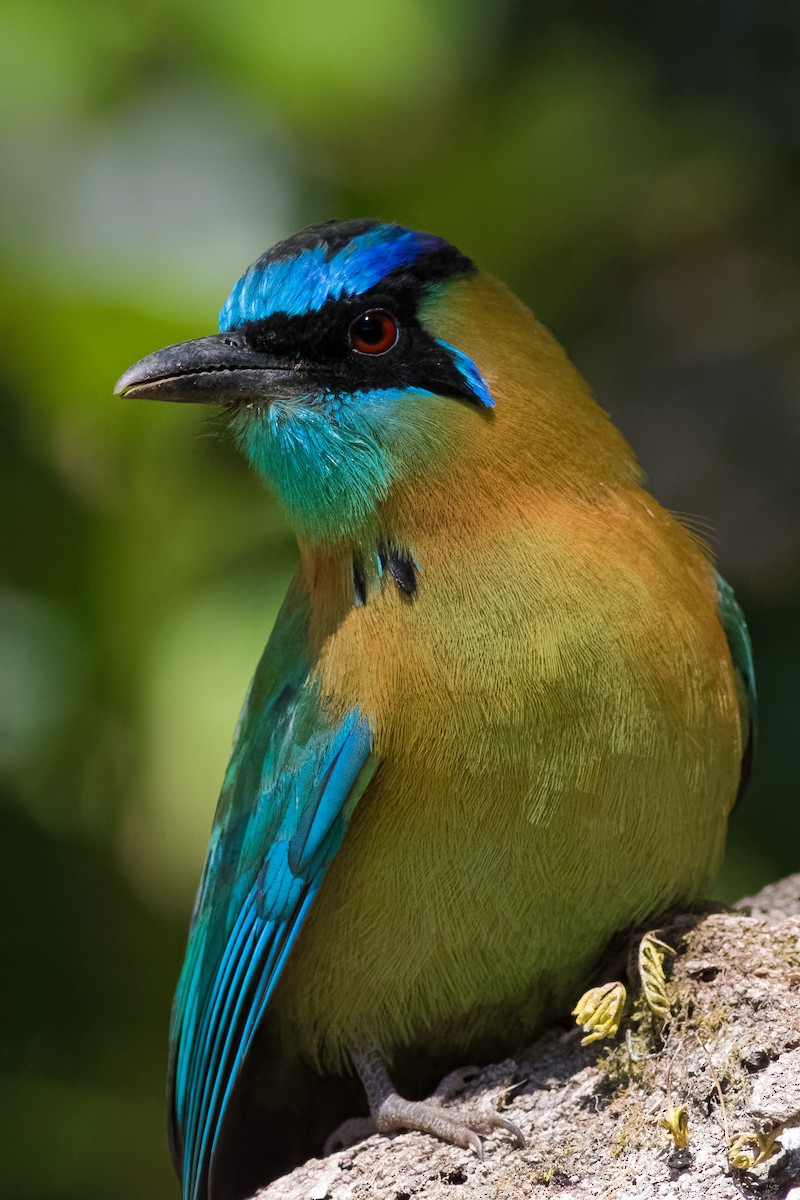 diademmotmot - ML85495481