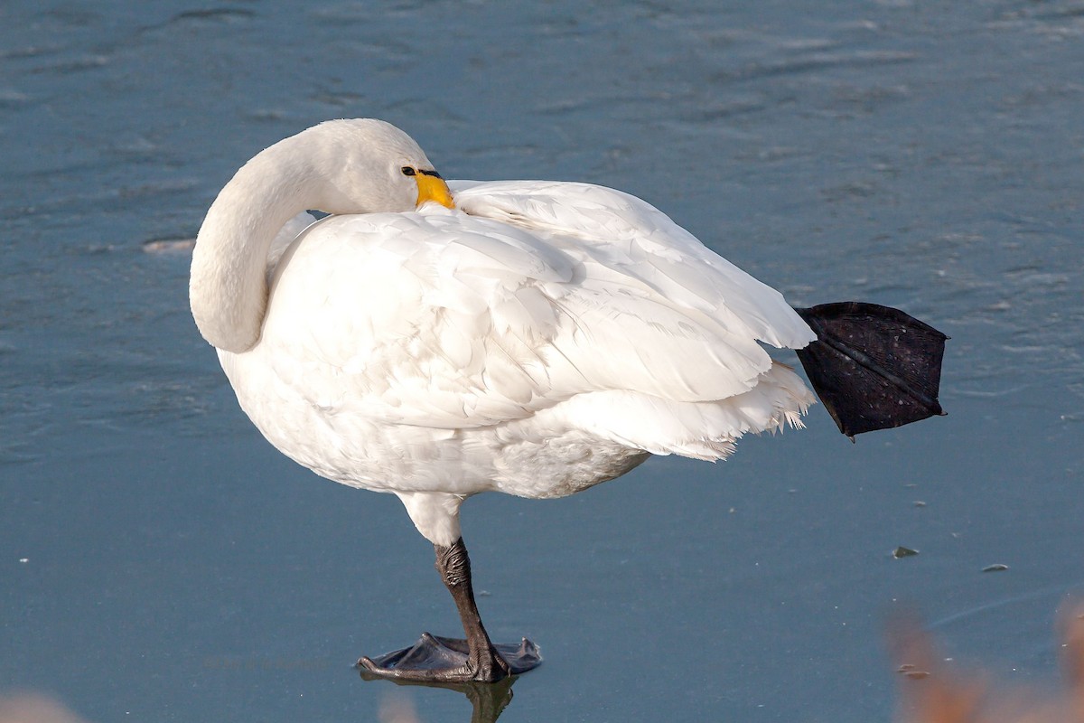 Whooper Swan - ML85495621