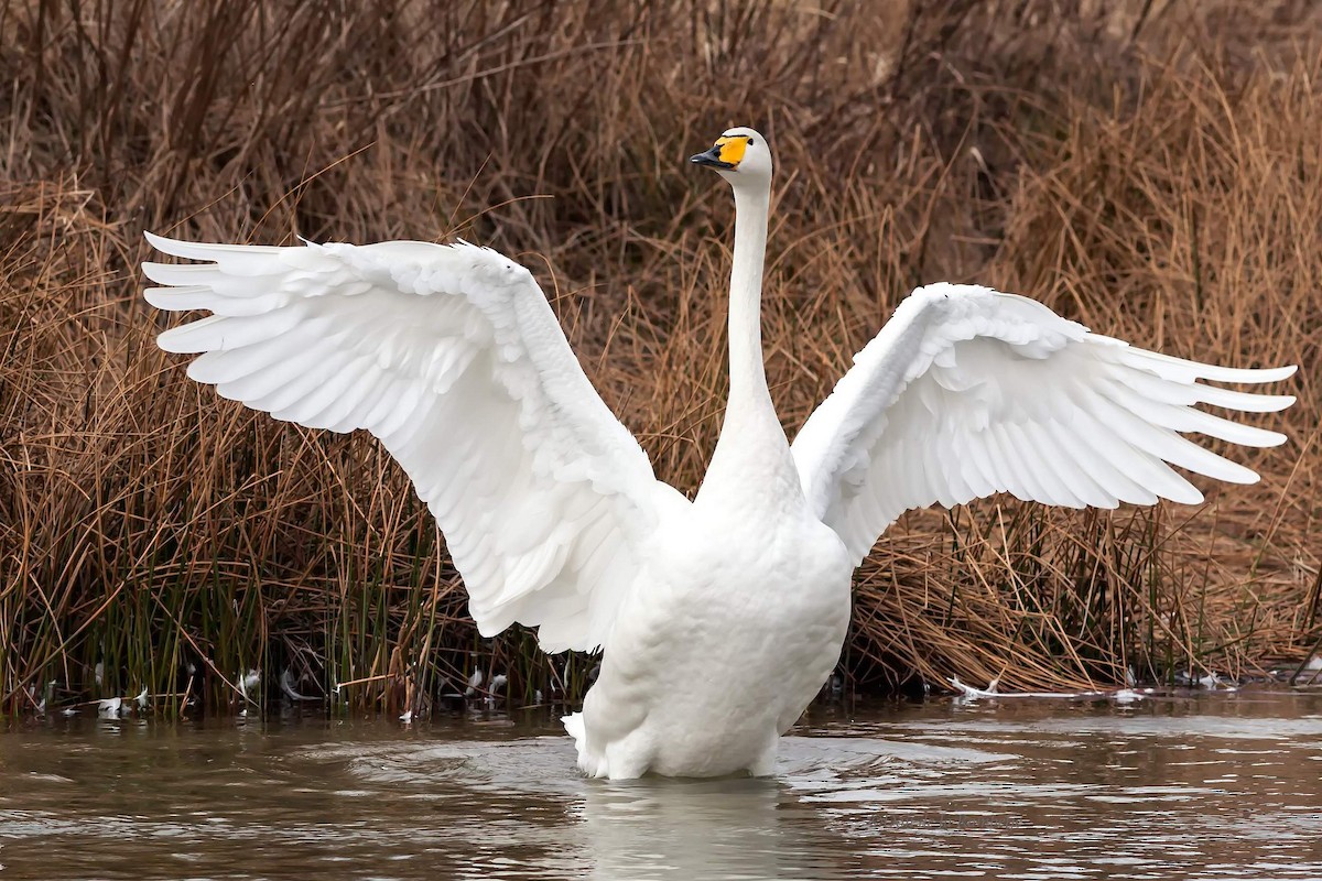 Whooper Swan - ML85495941