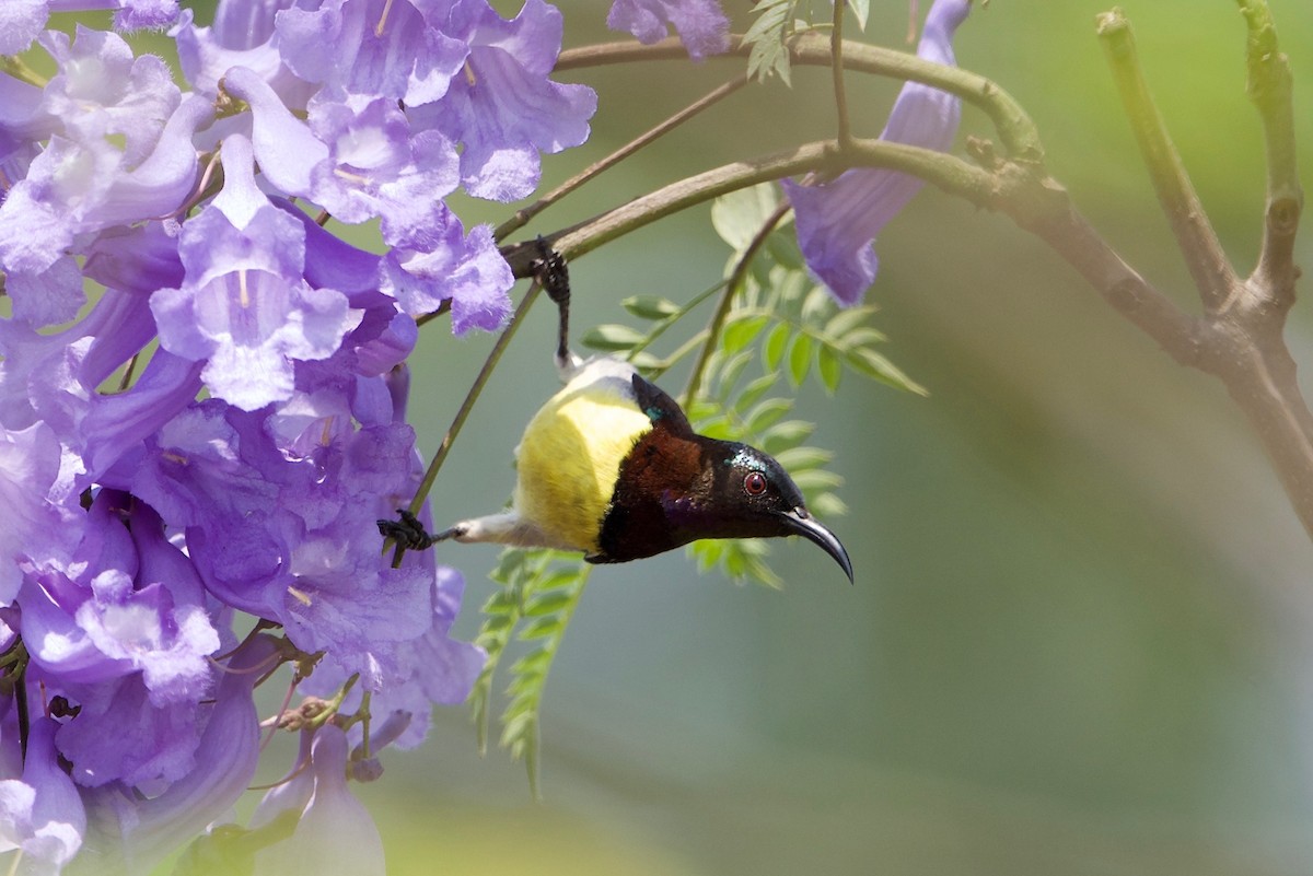 Purple-rumped Sunbird - Snehasis Sinha