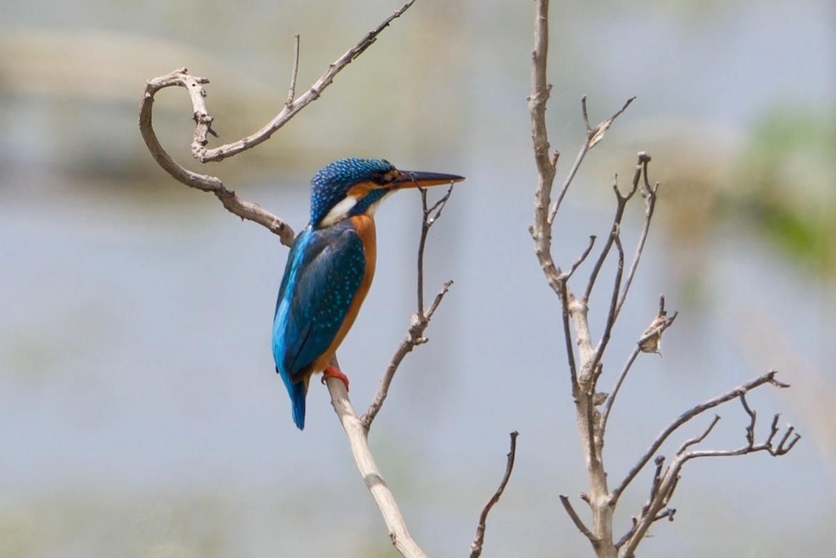 Common Kingfisher - Snehasis Sinha