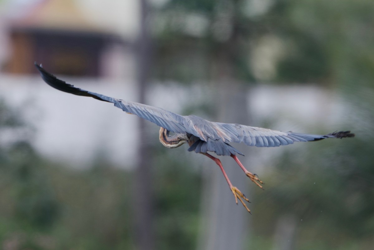 Purple Heron - ML85498611