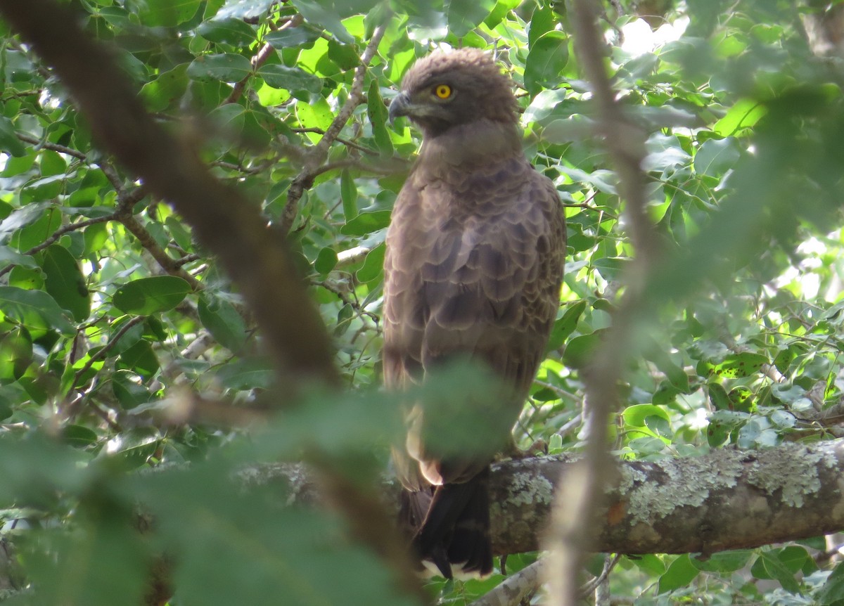 Brown Snake-Eagle - ML85499131