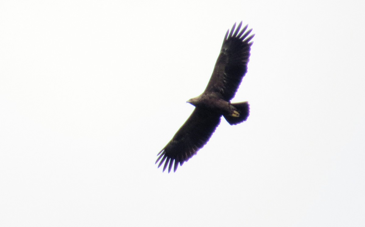 eagle sp. - ML85499181