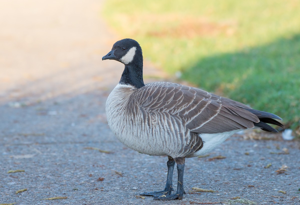 Cackling Goose - Herb Elliott