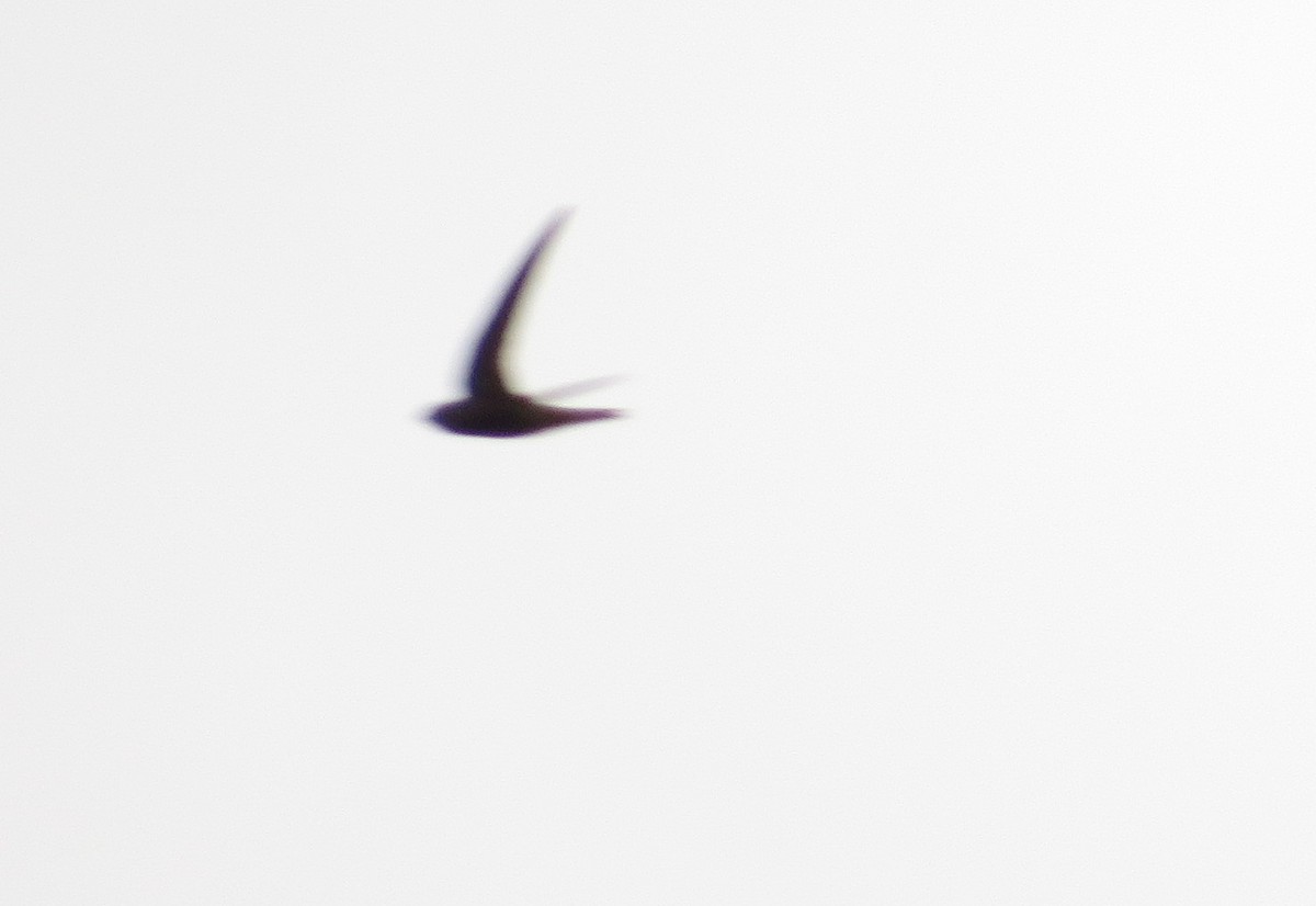 Common Swift - ML85499221